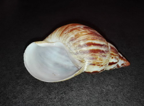 Achatina albopicta 2.1.jpg