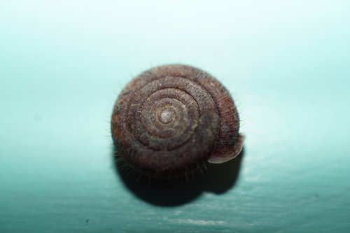 Haarschnecke (3).JPG