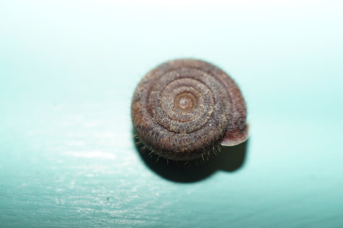 Haarschnecke (2).JPG