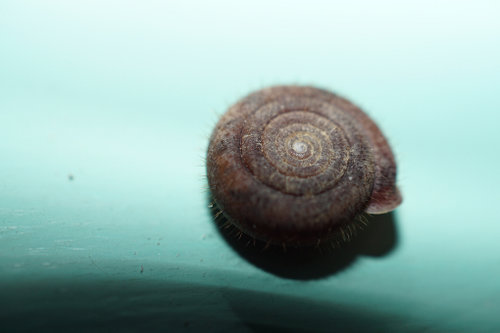 Haarschnecke (1).JPG