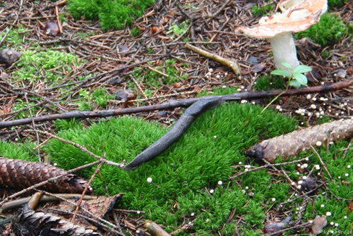 limax-cinereoniger-12-5791g2.jpg
