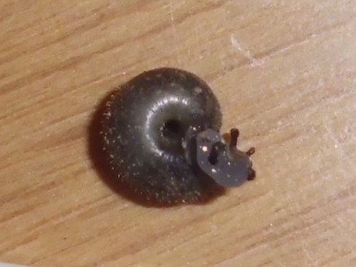 20180308_7552a.jpg