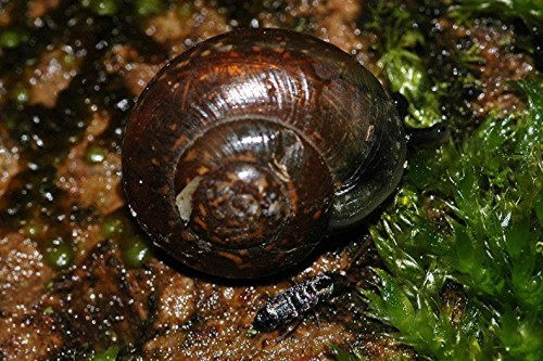 DSC_4090 Springschwanz und Schnecke, Ausschnitt, Licht, Schärfe 52 %.JPG