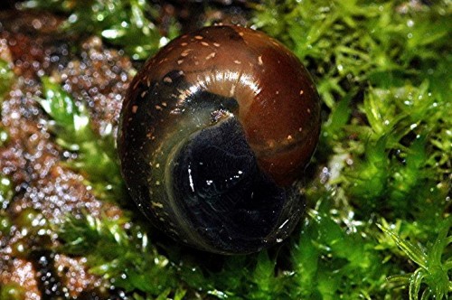 DSC_4093 Auschnitt, Licht, Schärfe 50 %.JPG