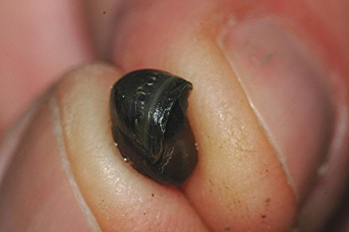 DSC_4095 Ausschnitt, Helligkeit, Schärfe 35 %.JPG