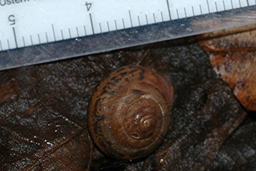 DSC_3203 Schnecke, Ausschnitt, Kontrast, Schärfe 43 %.JPG