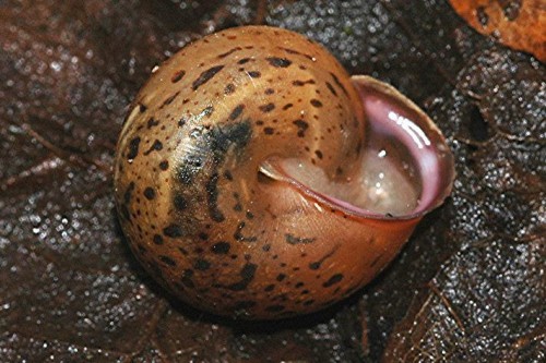 DSC_3205 Schnecke, Ausschnitt, Kontrast, Schärfe 50 %.JPG