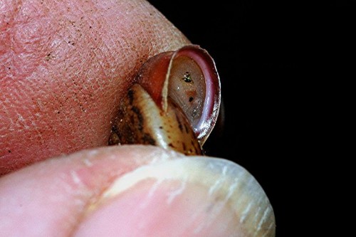 DSC_3208 Schnecke, Ausschnitt, Licht, Schärfe 43 %.JPG