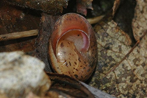 DSC_3209 Schnecke, Ausschnitt, Kontrast, Schärfe 60 %.JPG