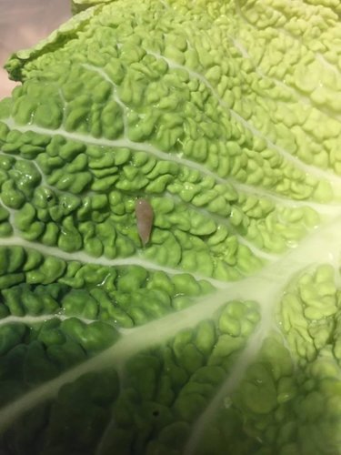 Schnecke.jpg