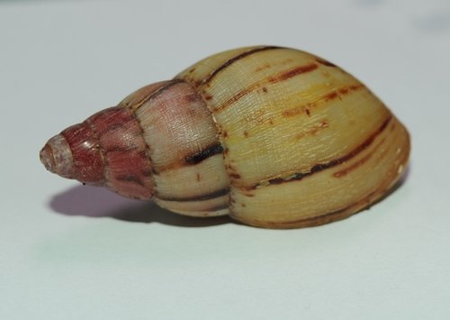 DSC_7871.jpg