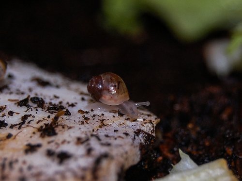 DSC_0006schneck.jpg