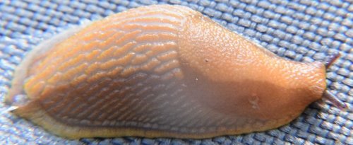 DSC_1585_kl.jpg