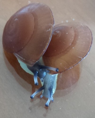 Caracolus excellens ghost color.jpg