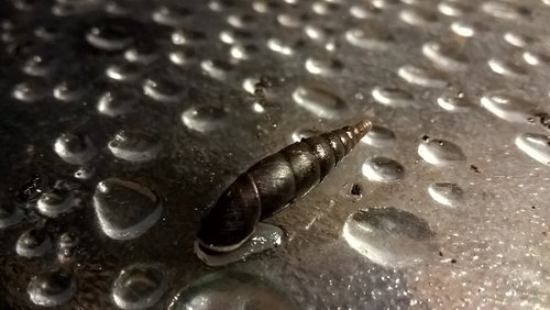 glatte_Schließmundschnecke.jpg