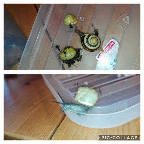 Collage 2018-05-15 09_13_38.jpg