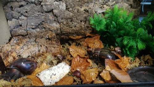 IMG-20180629-WA0026.jpeg