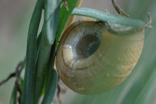 DSC_5019 Schnecke an Lein, Ausschnitt, Schärfe 45 %.JPG