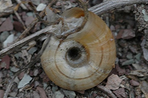 DSC_5021 Schnecke, Ausschnitt, Schärfe 40 %.JPG