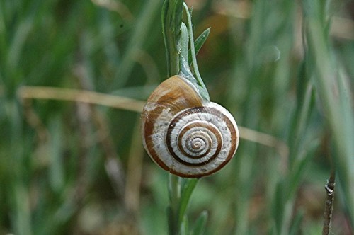 DSC_5024 Schnecke an Lein, Ausschnitt, Schärfe 45 %.JPG