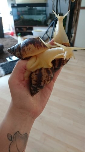 schnecke2.jpg