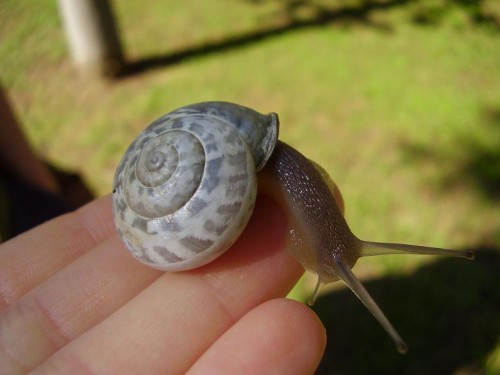schneck1.JPG