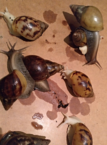 Foto Schnecken.jpg
