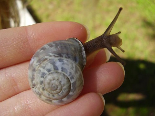 schneck2.JPG
