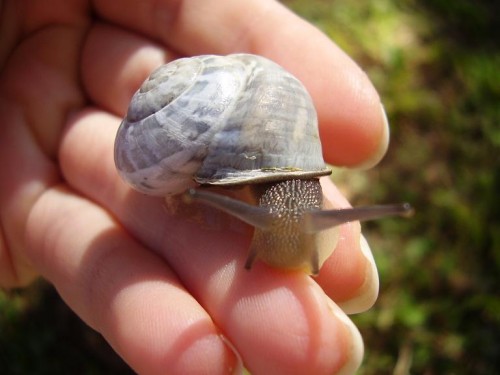 schneck4.JPG