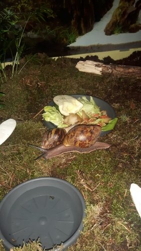 IMG-20181028-WA0003.jpg