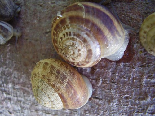 schnecken4.JPG