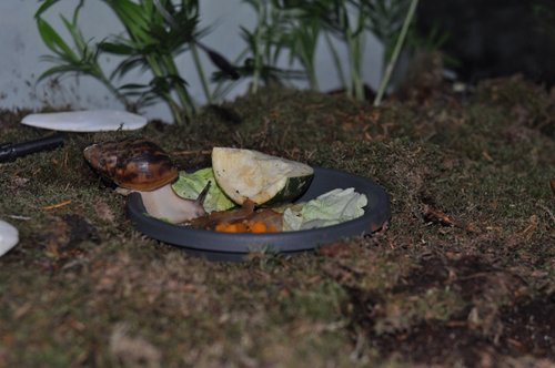 DSC_0036.JPG