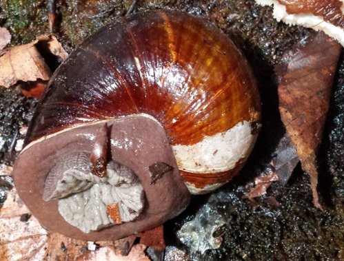 H. ibaraoensis underside.jpg