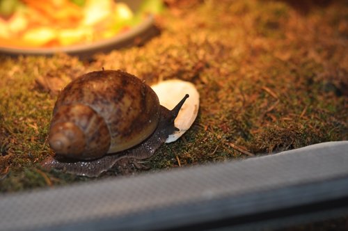 DSC_0106.JPG