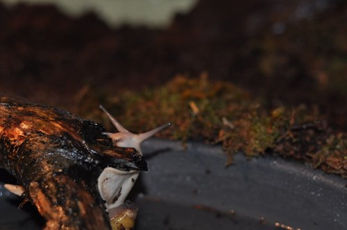 DSC_0036.JPG