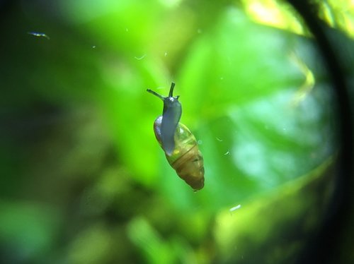 schnecke.jpg