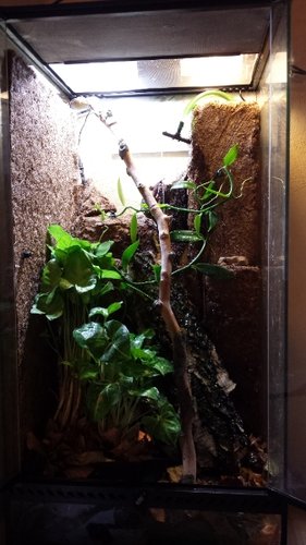 Terrarium overview.jpg