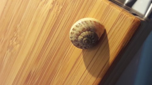 Schnecke.jpg