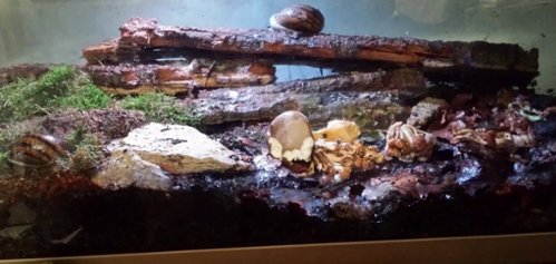 helicophanta home.jpg