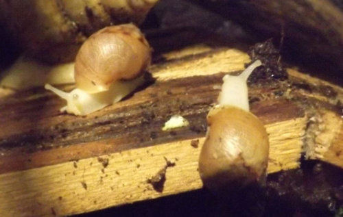schneckenbabys-herbst.JPG