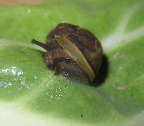 schnecke 2.jpg