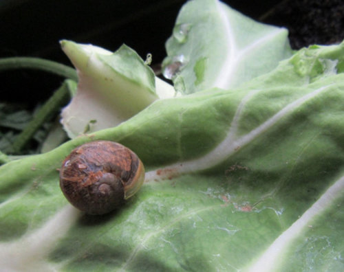 schnecke1.JPG