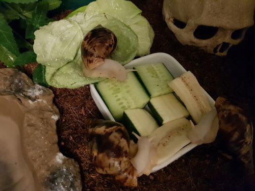 neuschnecke.jpg