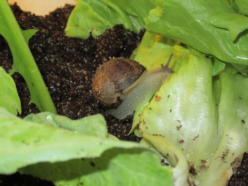 schnecke3.jpg