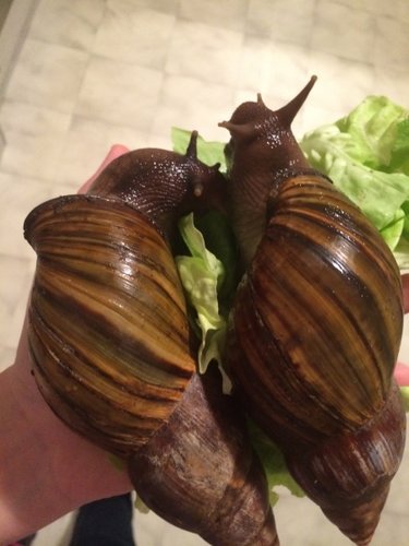 Julia iPhone 807.JPG