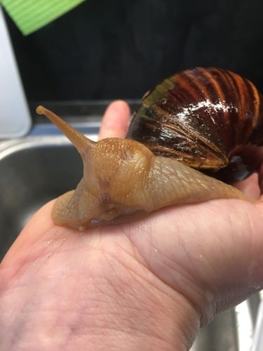 Schnecke 3.jpeg