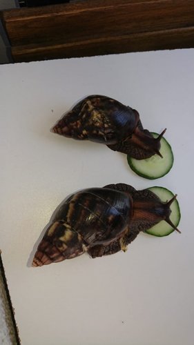 Imelda und Feye oben.jpg