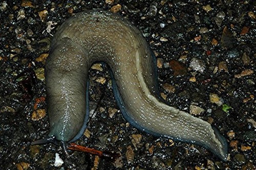 DSC_6668 Schnegel, Ausschnitt, Kontrast, Schärfe 30 %.JPG