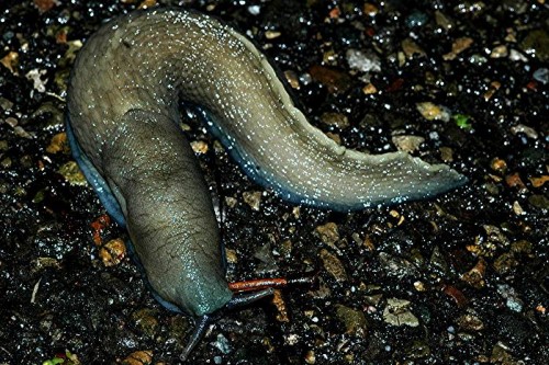 DSC_6670 Schnegel, Ausschnitt, Kontrast, Schärfe 26 %.JPG