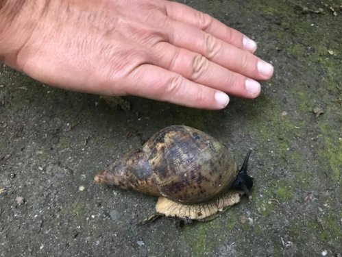 Was für eine Schnecke 1.jpeg